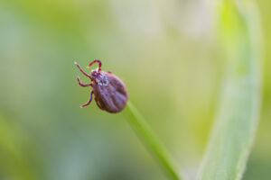 Deer tick sleeping on grass stalk. Ixodes ricinus. The dangerous parasite transmitted infections such as encephalitis and Lyme disease. australian paralysis tick