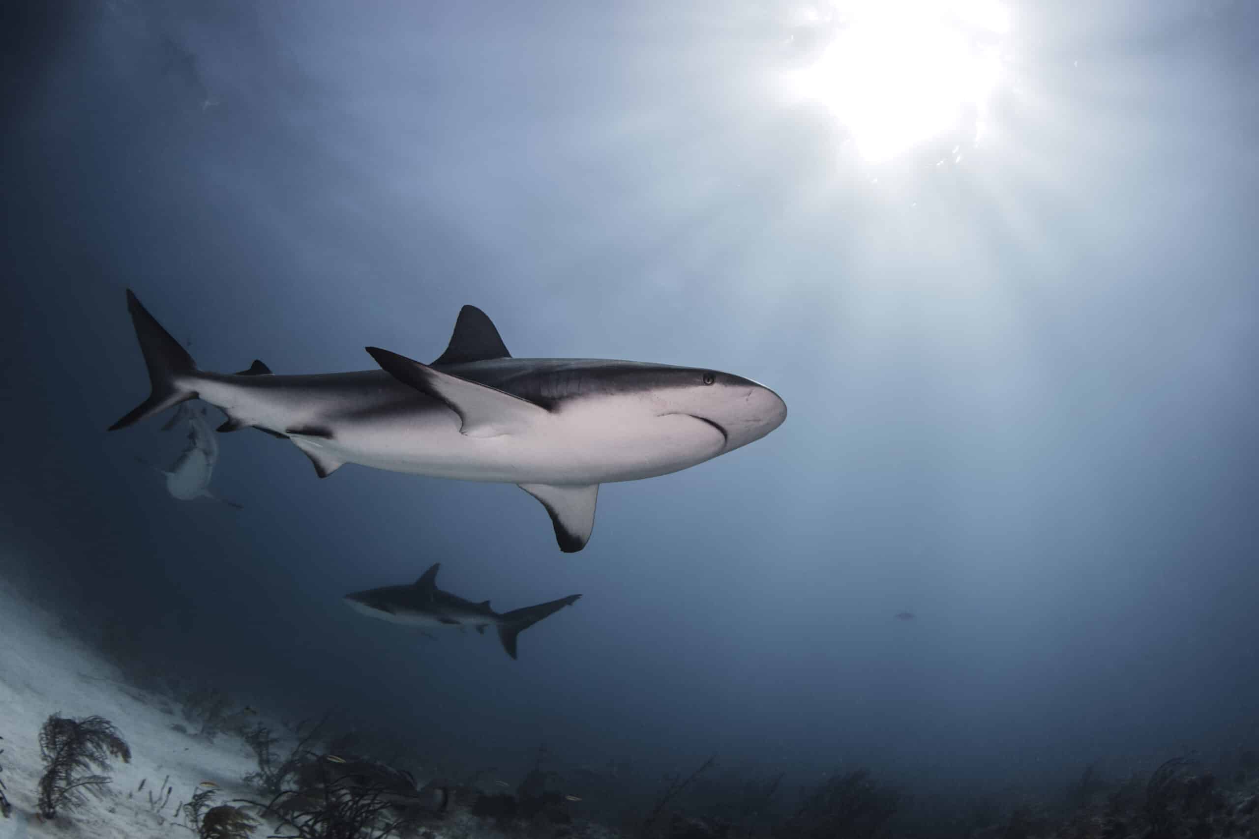 The Bull Shark Habitat Facts And Conservation STC