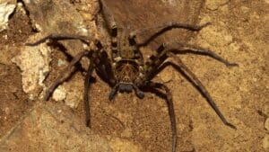 huntsman habitat huntsman spider
