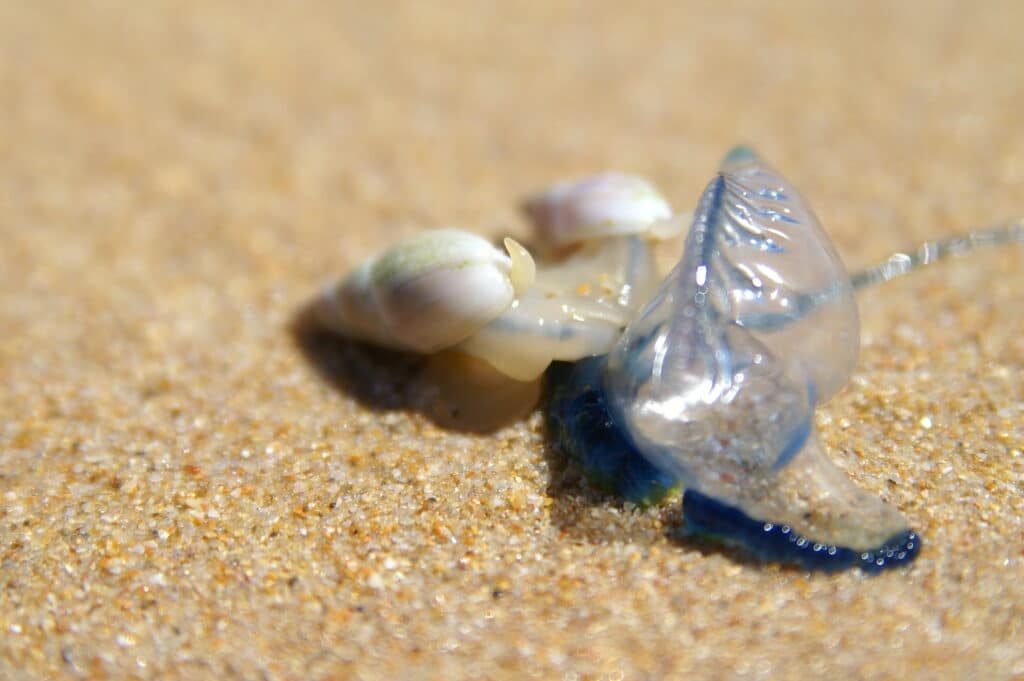 Bluebottle Sting: Facts and First Aid Treatment | STC