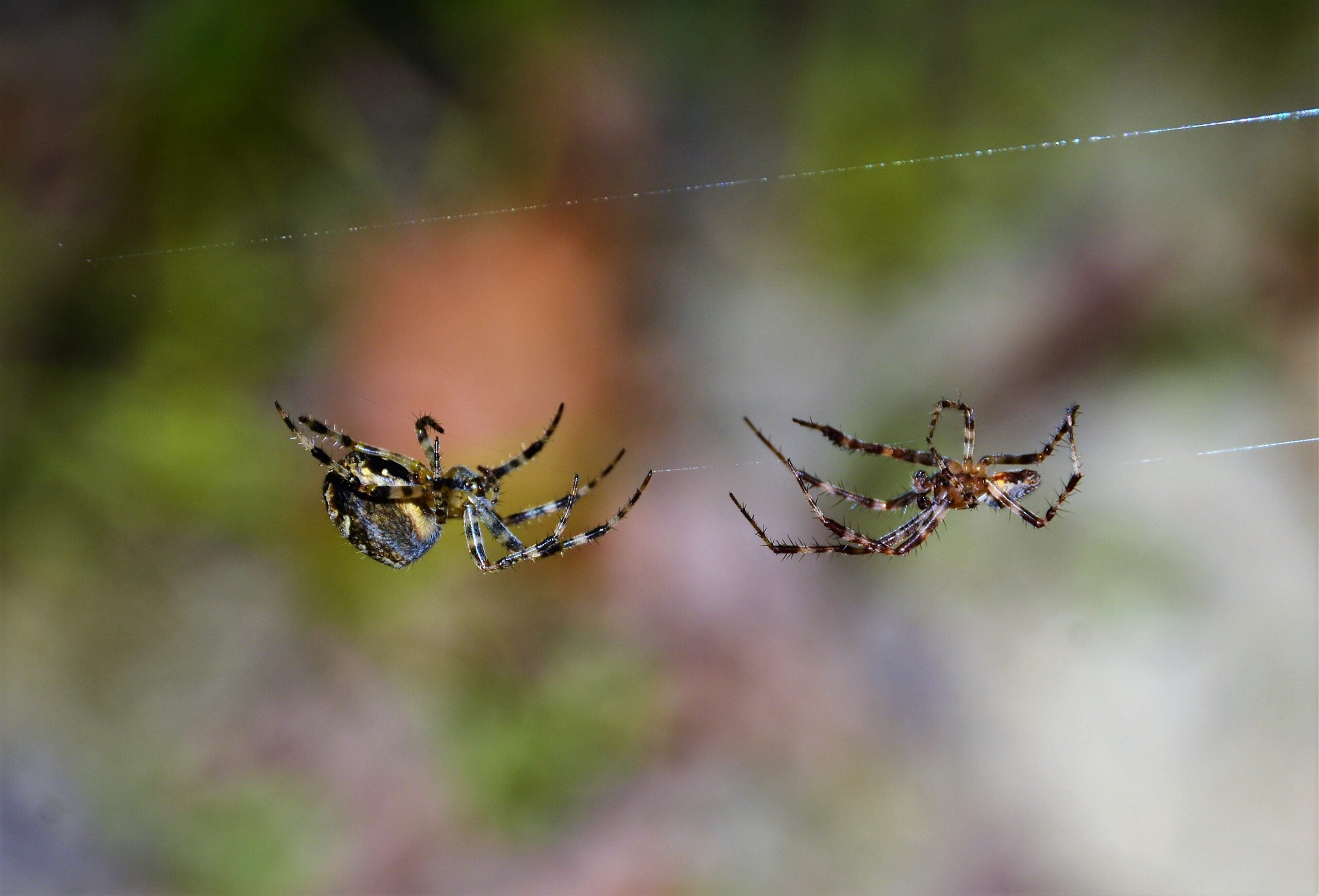 a male and a female spider on the web