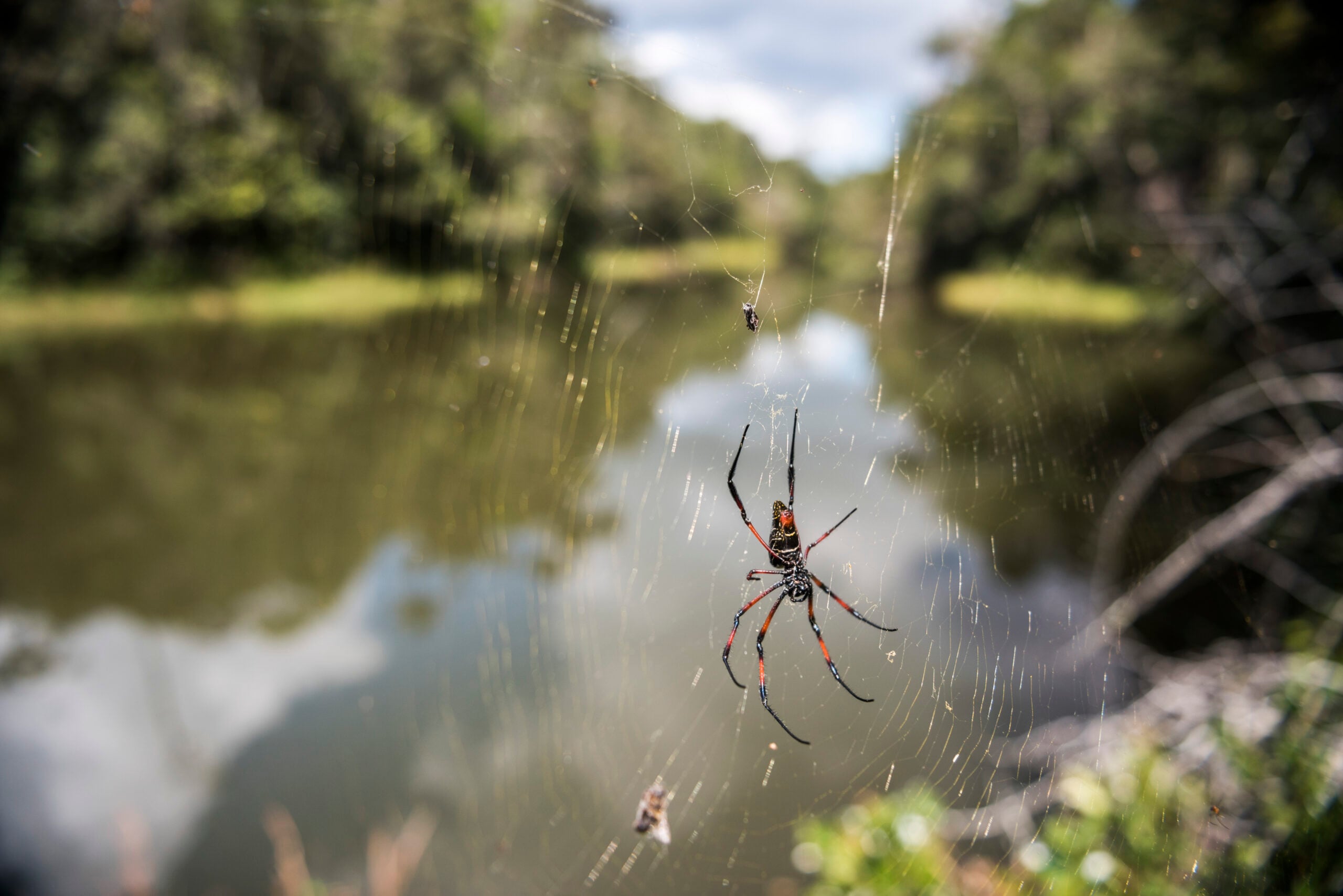 Golden Silk Orb Weaver Spider (Nephila) on its web, Perinet Reserve, Andasibe-Mantadia National Park