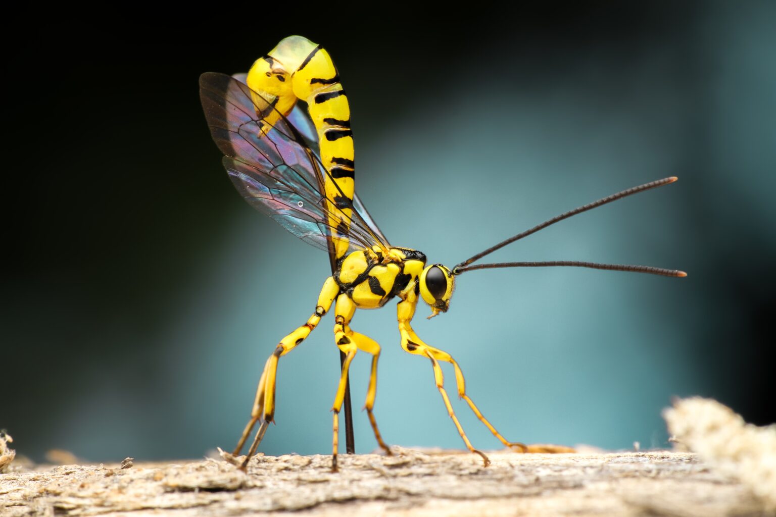 Australian Wasps: Species and First Aid for Wasps | STC