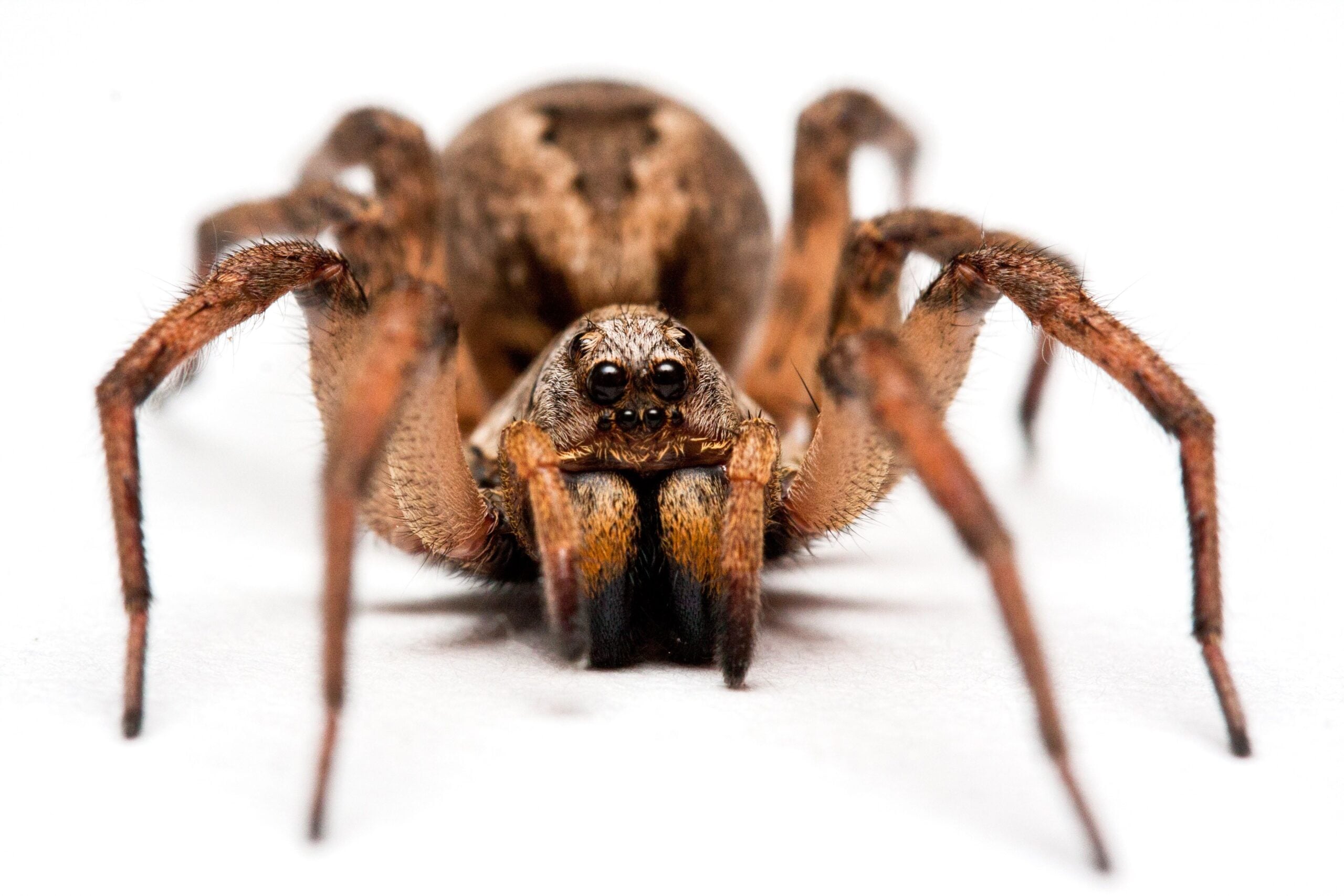 are huntsman spiders dangerous