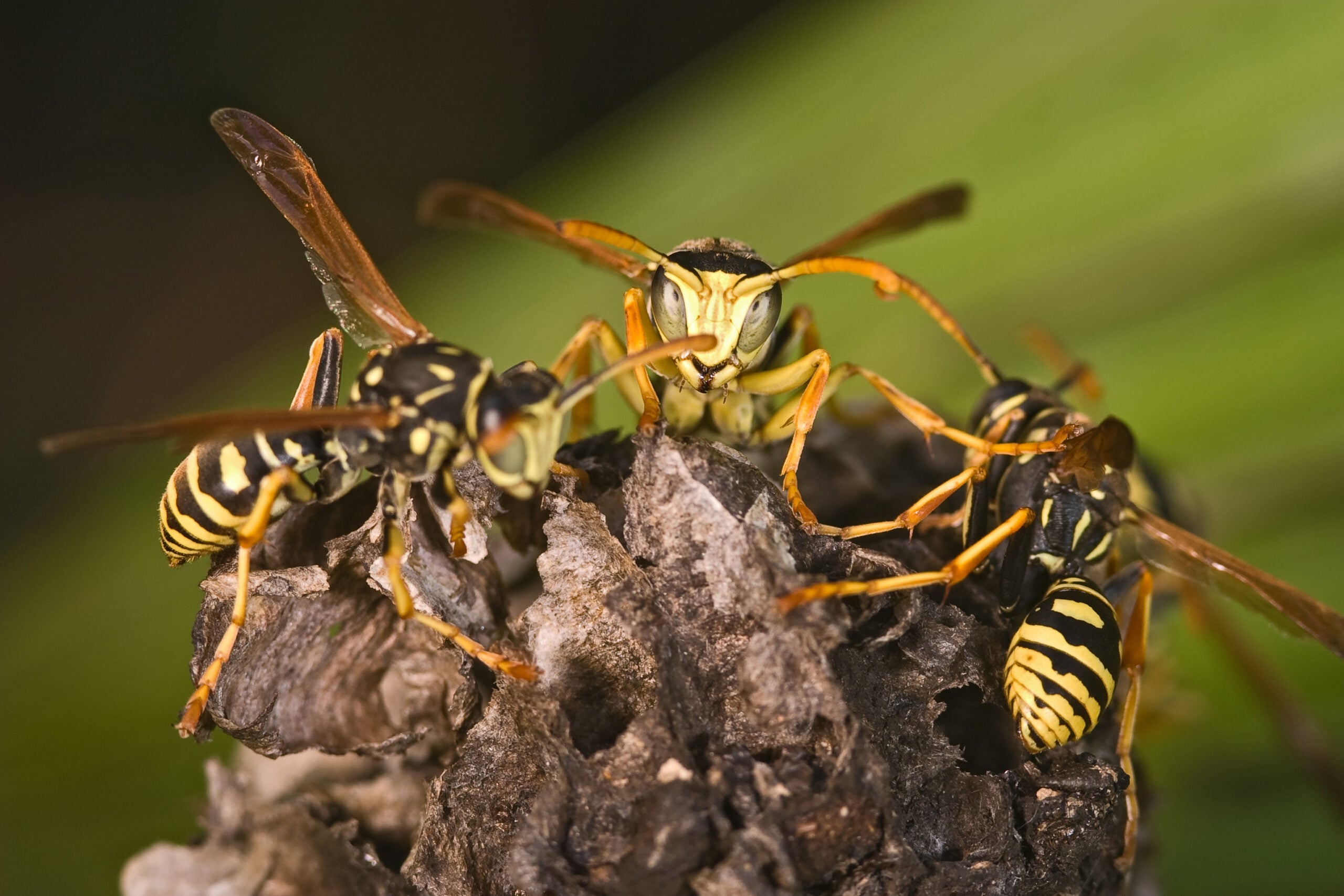 Wasps Polistes bischoffi ( Weyrauch, 1937 ) of threatening aspect