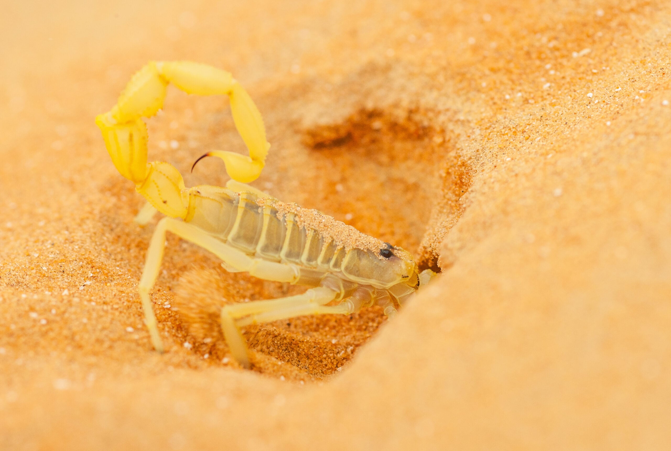 Scorpion Facts: First Aid for Scorpion Stings and Venom in Australia - Skills Training College