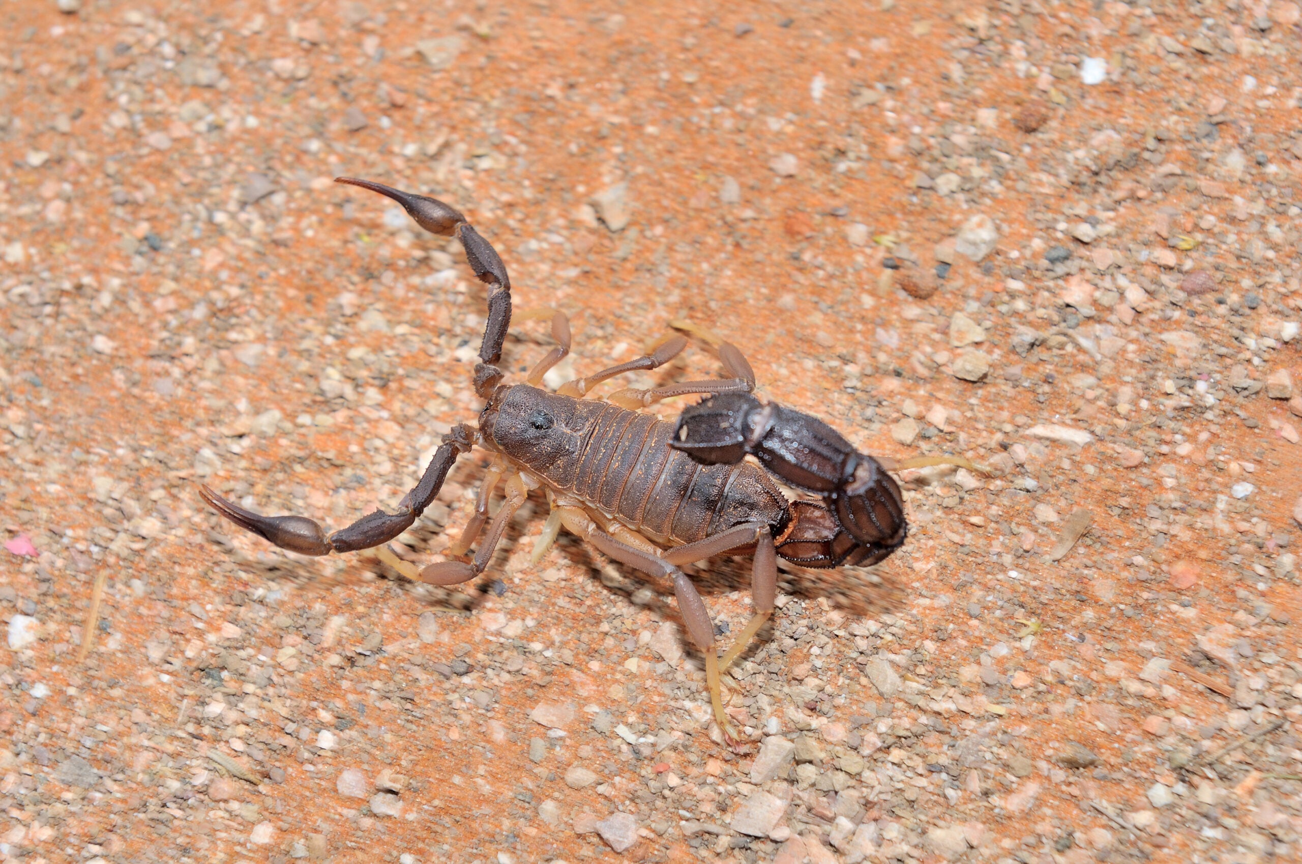 Granulated thick-tailed scorpion, Parabuthus granulatus, in the Kalahari