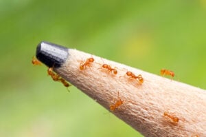 Electric-ants-on-a-pencil-tip