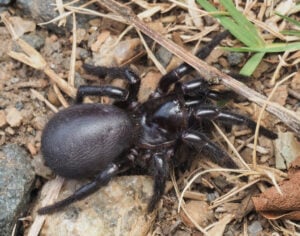 funnel-web spider bite