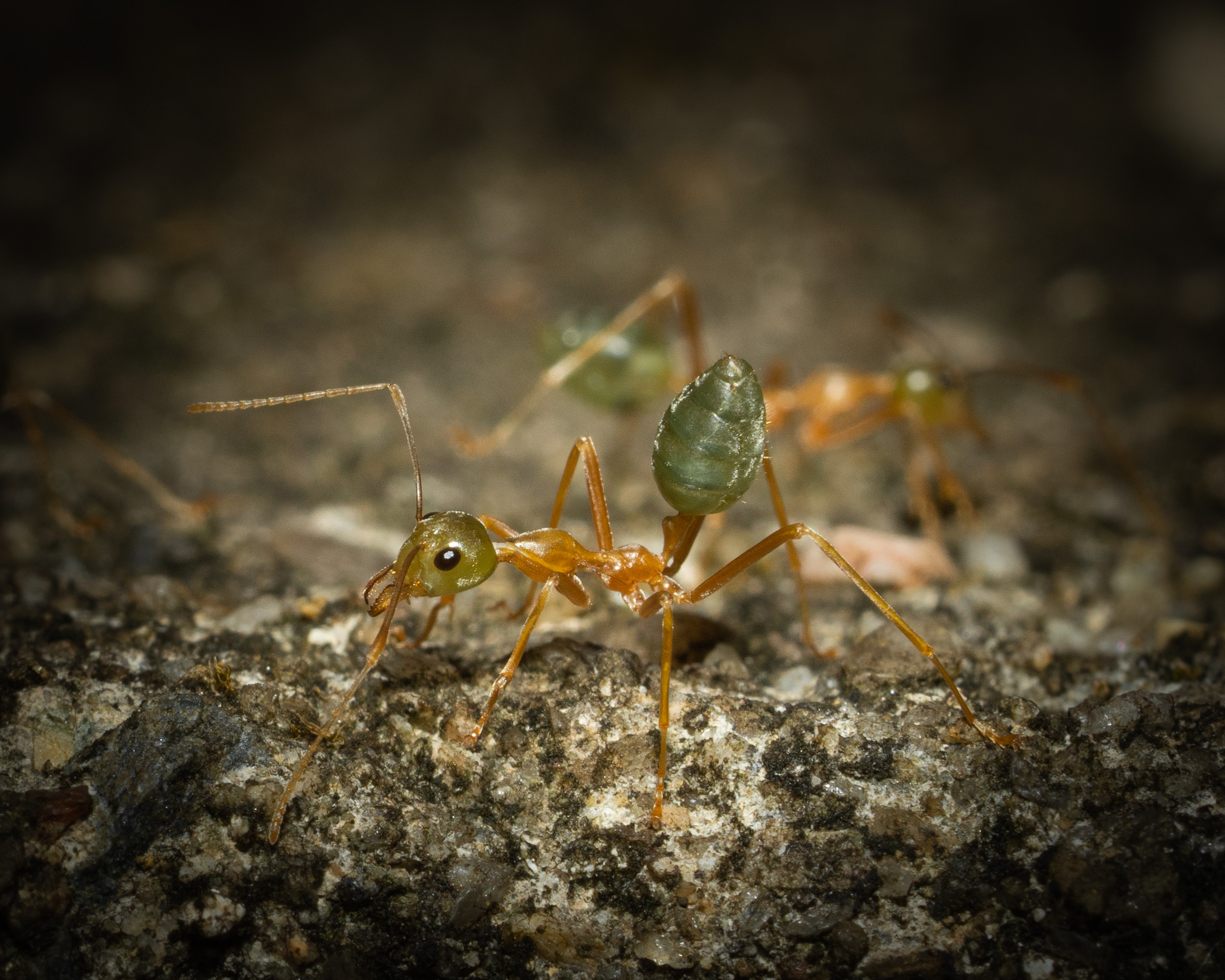 green ant
