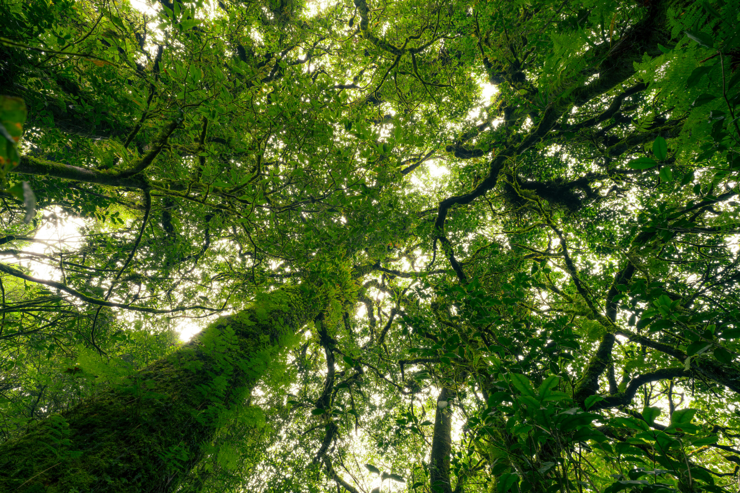 Looking up view of tree trunk to green leaves of tree in forest with sun light. Fresh environment in green woods. Forest tree on sunny day. Natural carbon capture. Sustainable conservation and ecology