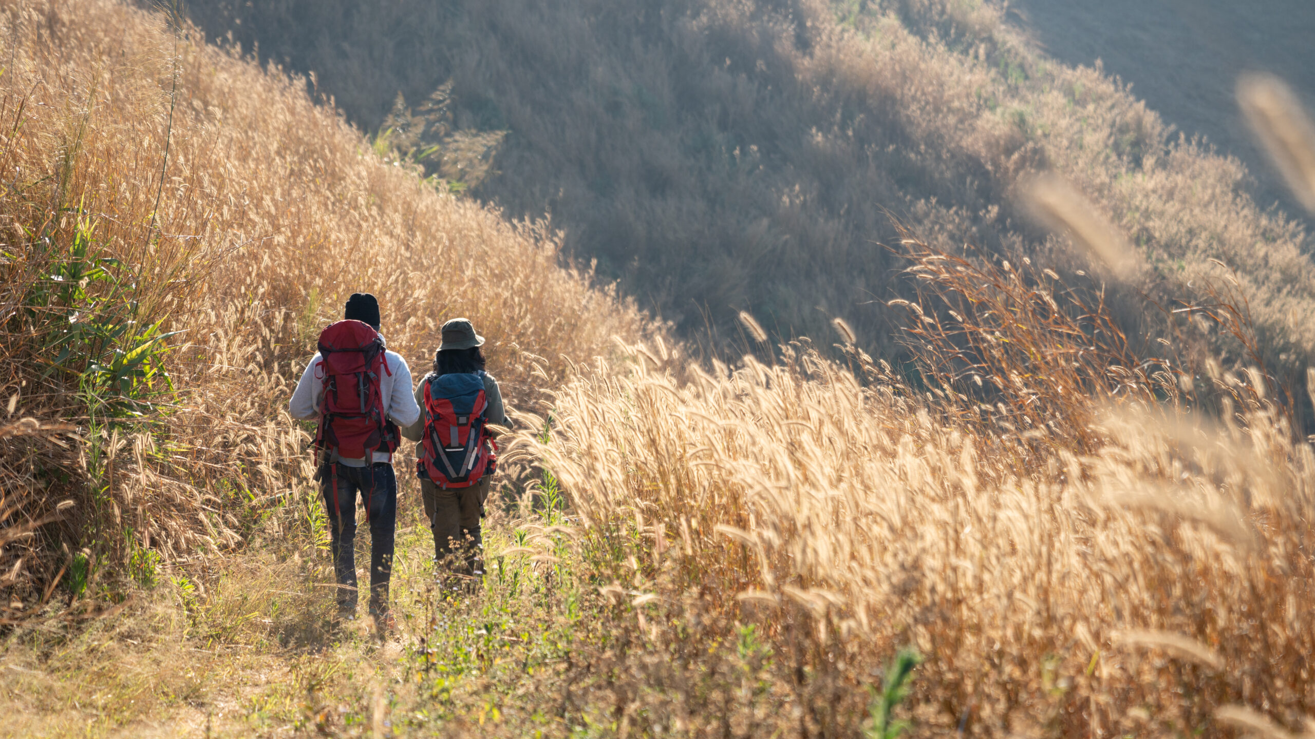 Travelers hiking with backpack traveling in forest wild and look around and explore while walking in nature wood. happy holiday vacation trip.