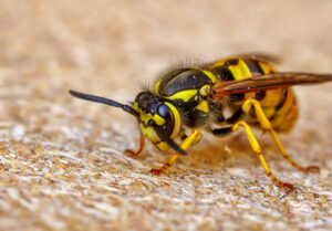 Close up of one danger wasp. Wasp sting