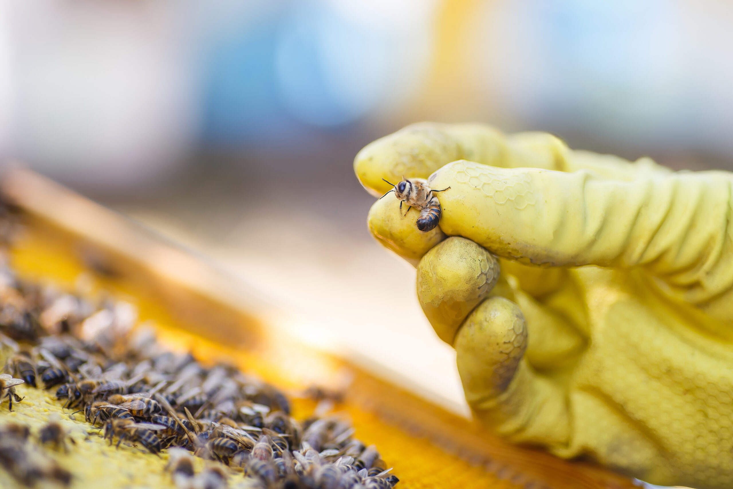 Bee Sting First Aid: Home Remedies and First Aid for Bee Sting Treatment - Skills Training College