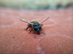 close-up-of-a-bee-on-a-brown-surface bee sting first aid
