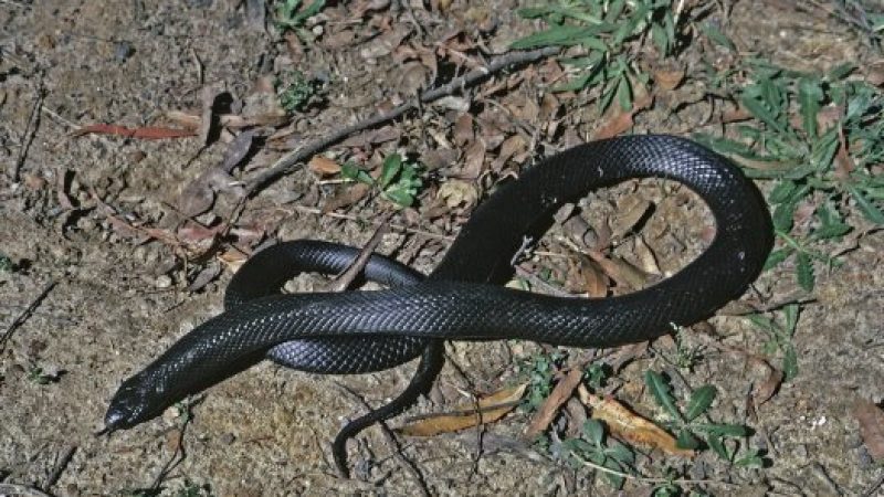 Blue belly Black Snake