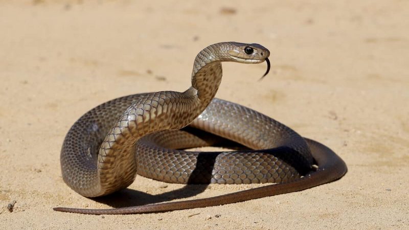 eastern brown snake
