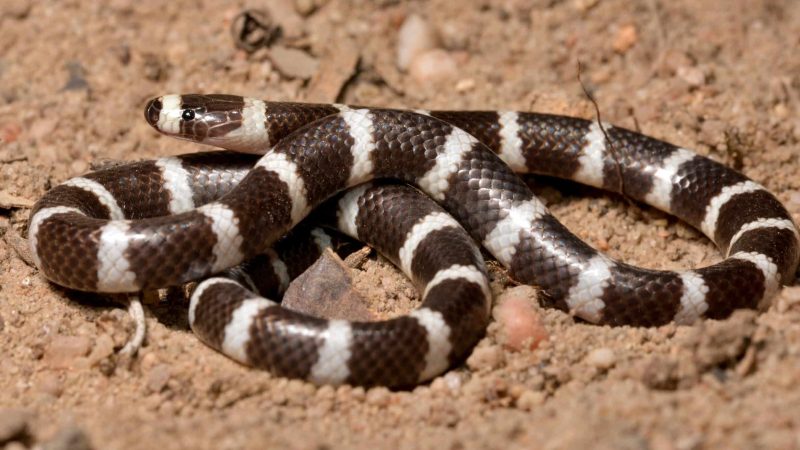 bandy bandy or hoop snake