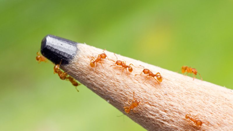 Electric-ants-on-a-pencil-tip