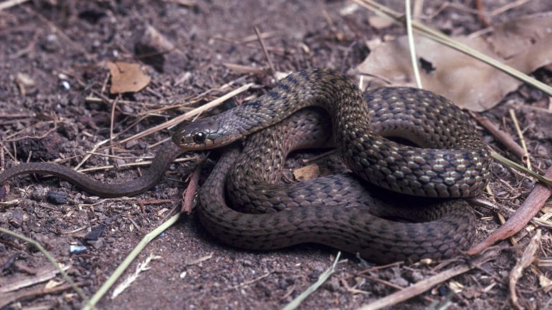 keelback snake aka freshwater snake