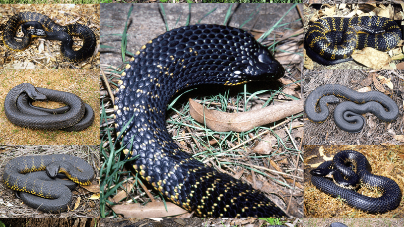 tiger snake varieties, types of snakes