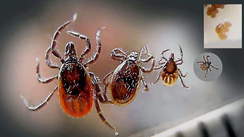 tick bites in Australia