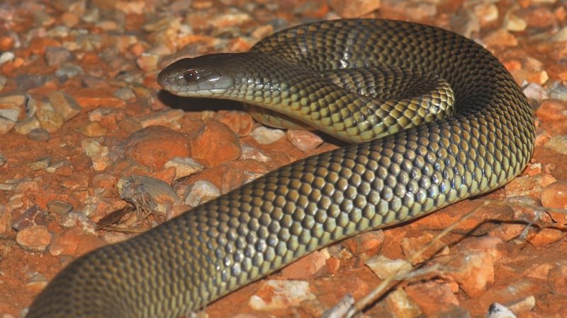 king brown snake (Mulga)