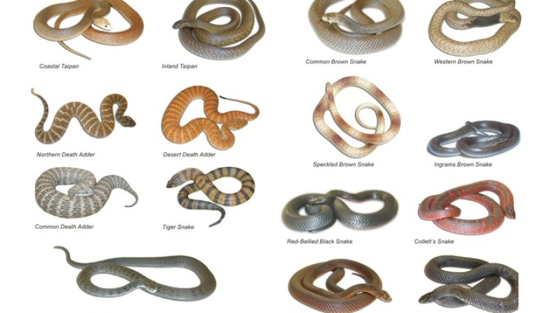 most venomous snakes in Australia
