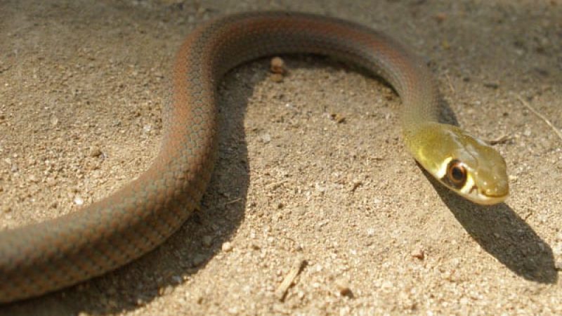 yellow faced whip snake (yellow-faced whip snake)