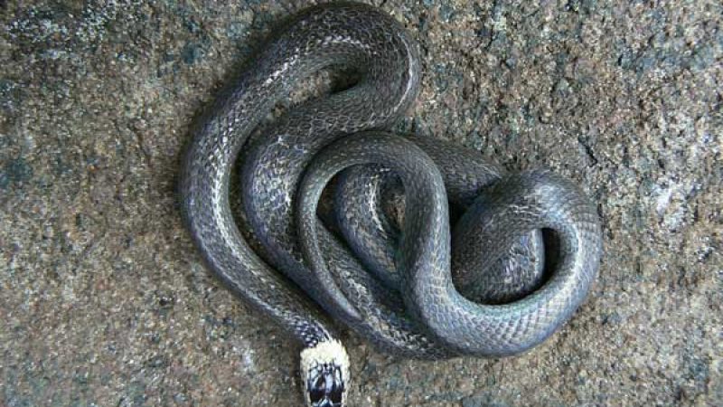 White crowned snake