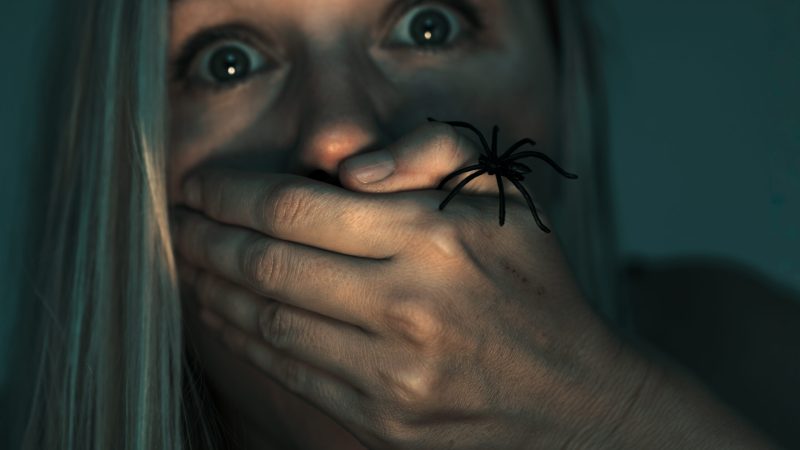 common house spiders Australia