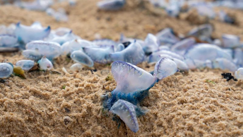bluebottles not blue bottles ot blue bottle jellyfish