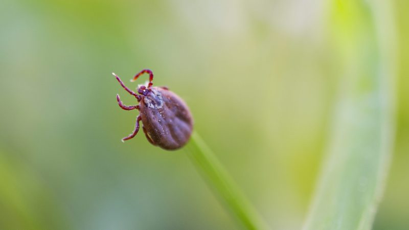 Deer tick sleeping on grass stalk. Ixodes ricinus. The dangerous parasite transmitted infections such as encephalitis and Lyme disease. australian paralysis tick