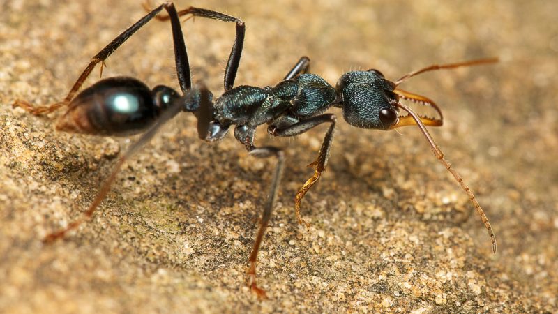 bull ant bite
