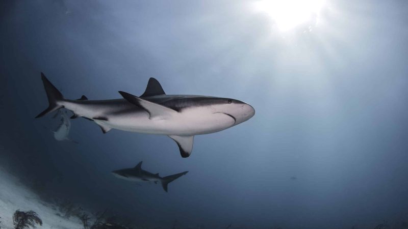 bull shark