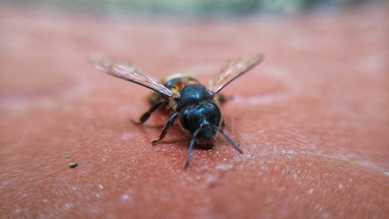 close-up-of-a-bee-on-a-brown-surface bee sting first aid