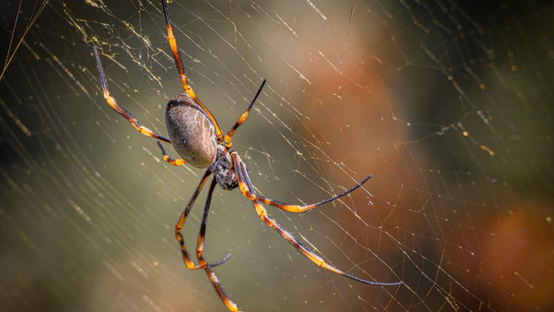 golden orb spider
