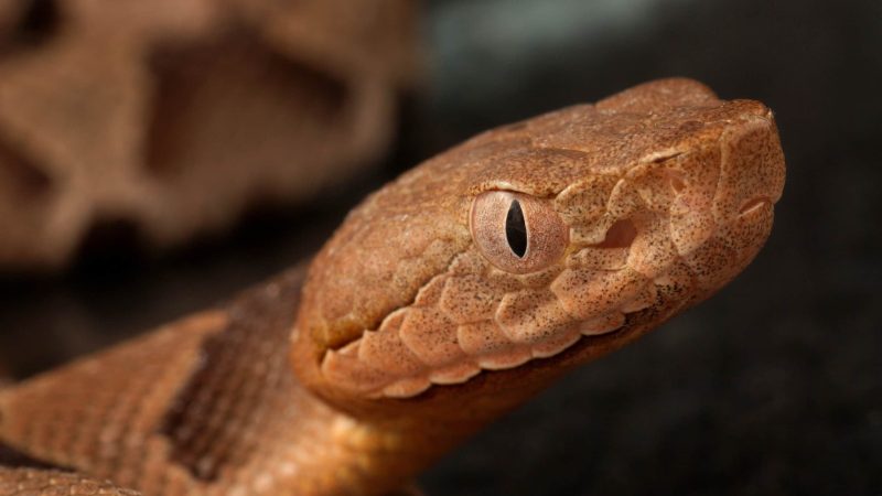 copperhead snake
