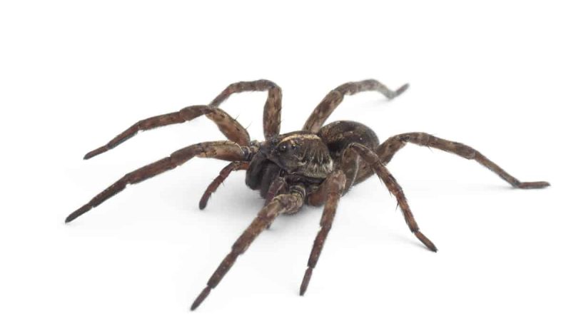 Are Wolf Spiders Harmful in Australia
