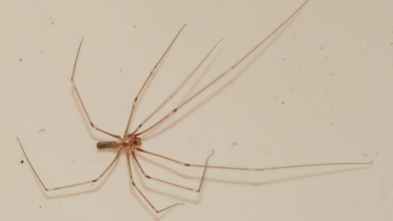 daddy long legs spider
