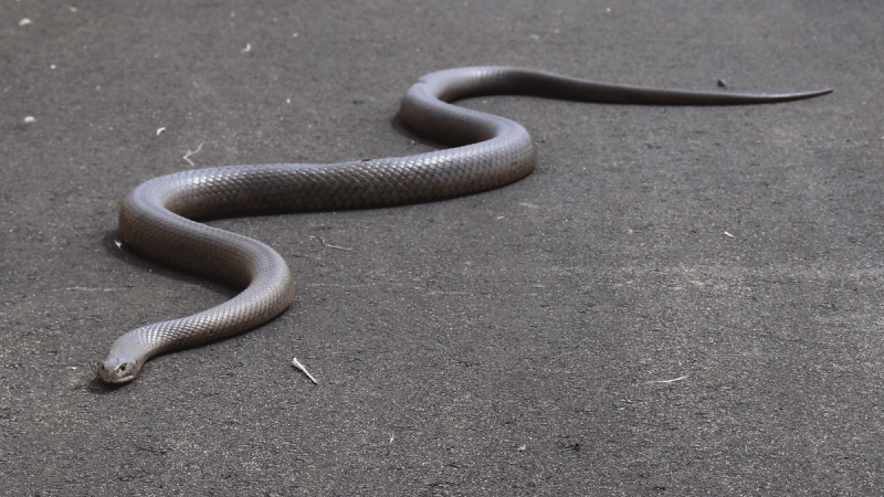 dugite snake