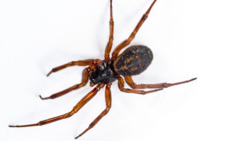 A False widow spider under lights isolated on a white background