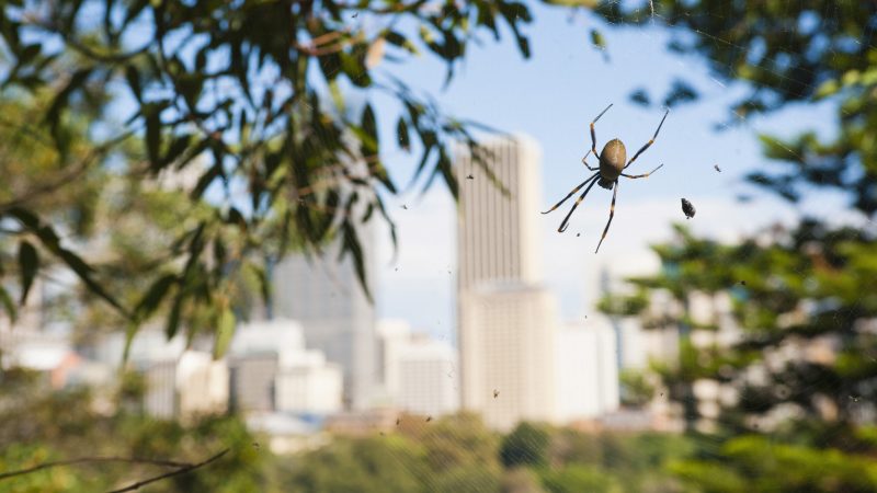 australian spiders