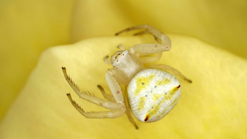 Flower crab spider (Family Thomisidae) sitting on a rose petal, South Africa