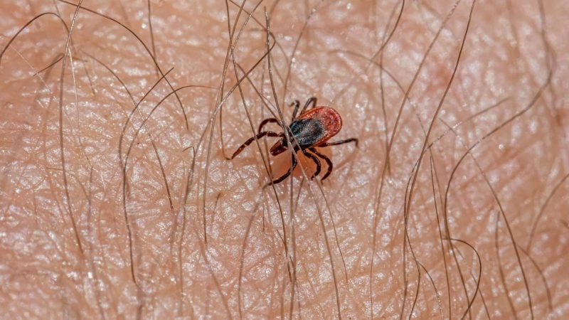 tick bites on skin