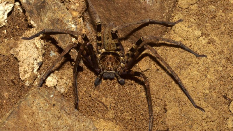 huntsman habitat huntsman spider