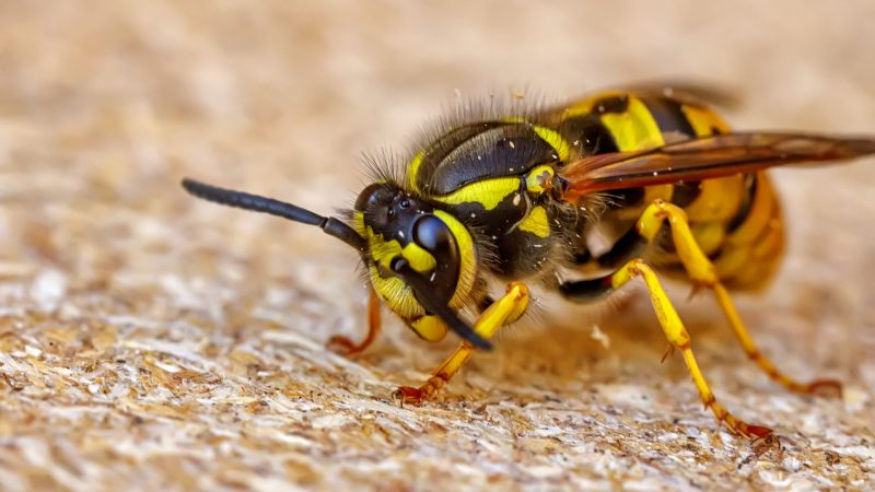 Close up of one danger wasp. Wasp sting