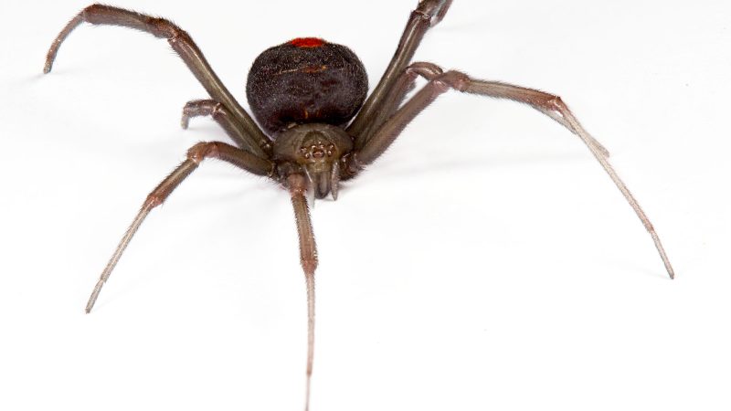 redback spider bite