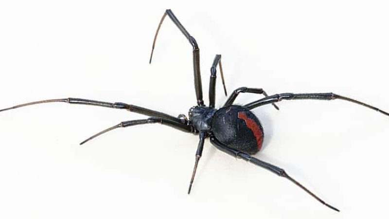 full grown female redback spider