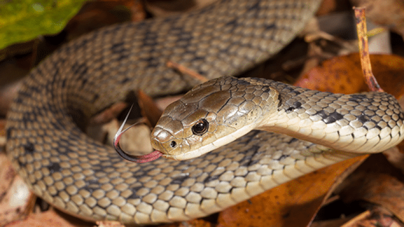 rough scaled snake